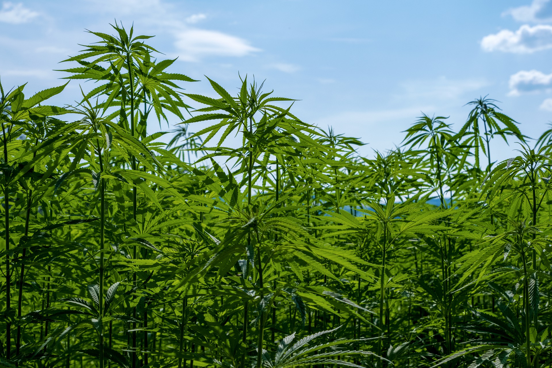 SOS rejects emergency amendment to sale of psychoactive hemp products by liquor licensees — Greenway Magazine