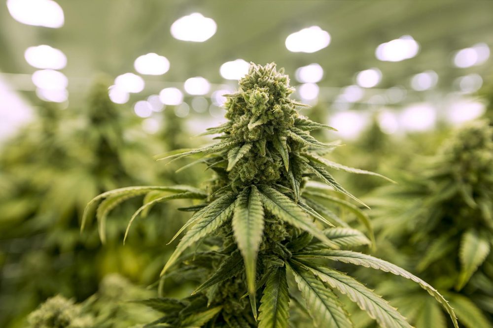 Brightfield Group launches cannabis industry’s first brand health platform — Greenway Magazine