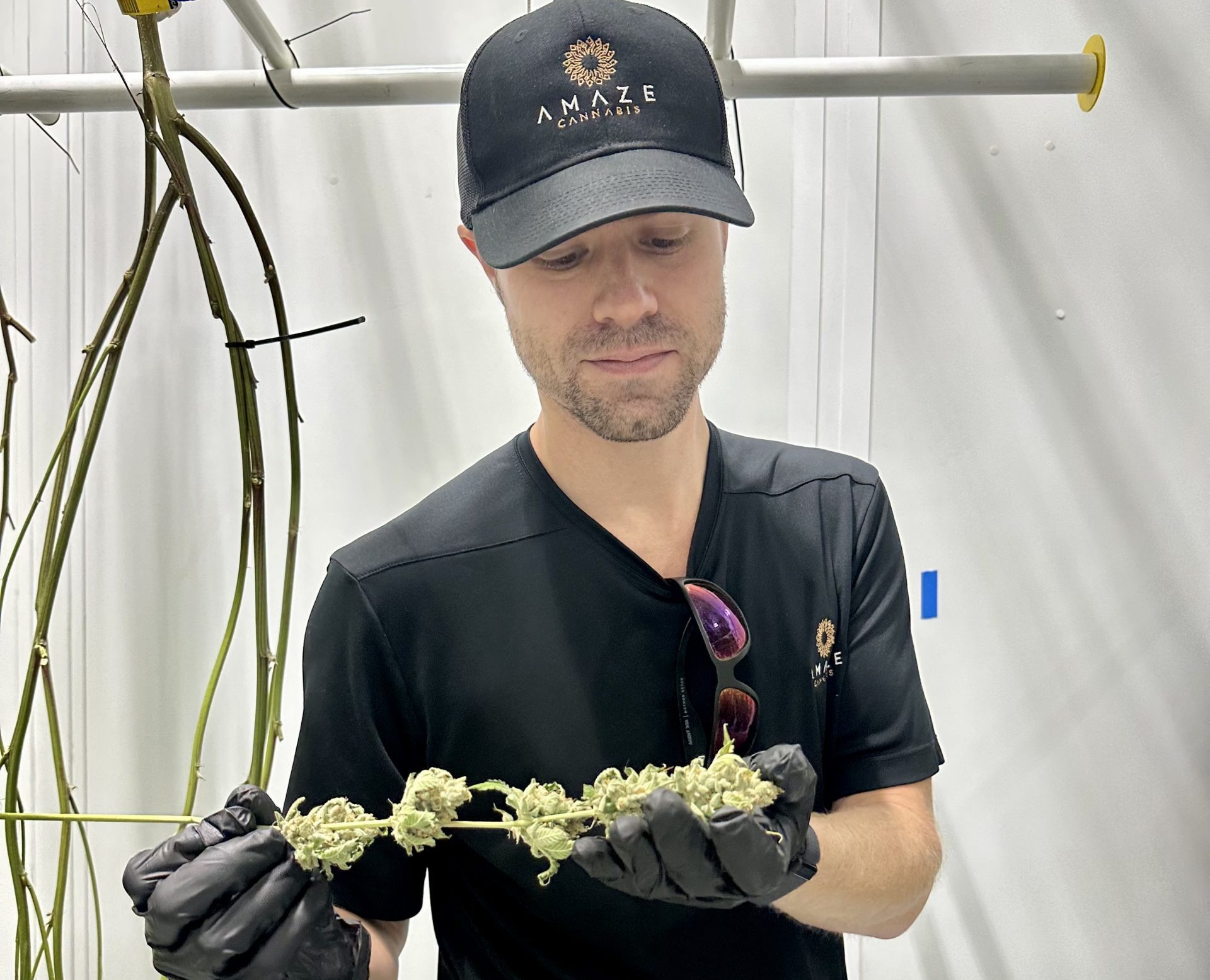 Growing The Industry: Roger Henrichs Of AMAZE Cannabis — Greenway Magazine