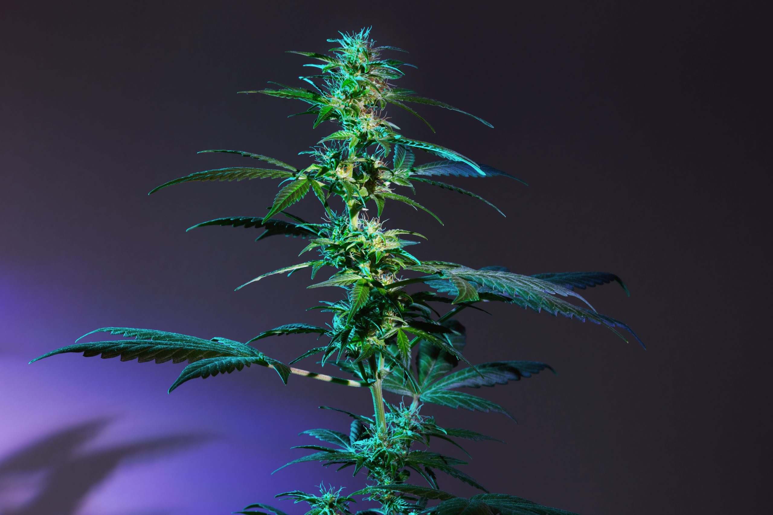 Missouri, the state of marijuana — Greenway Magazine