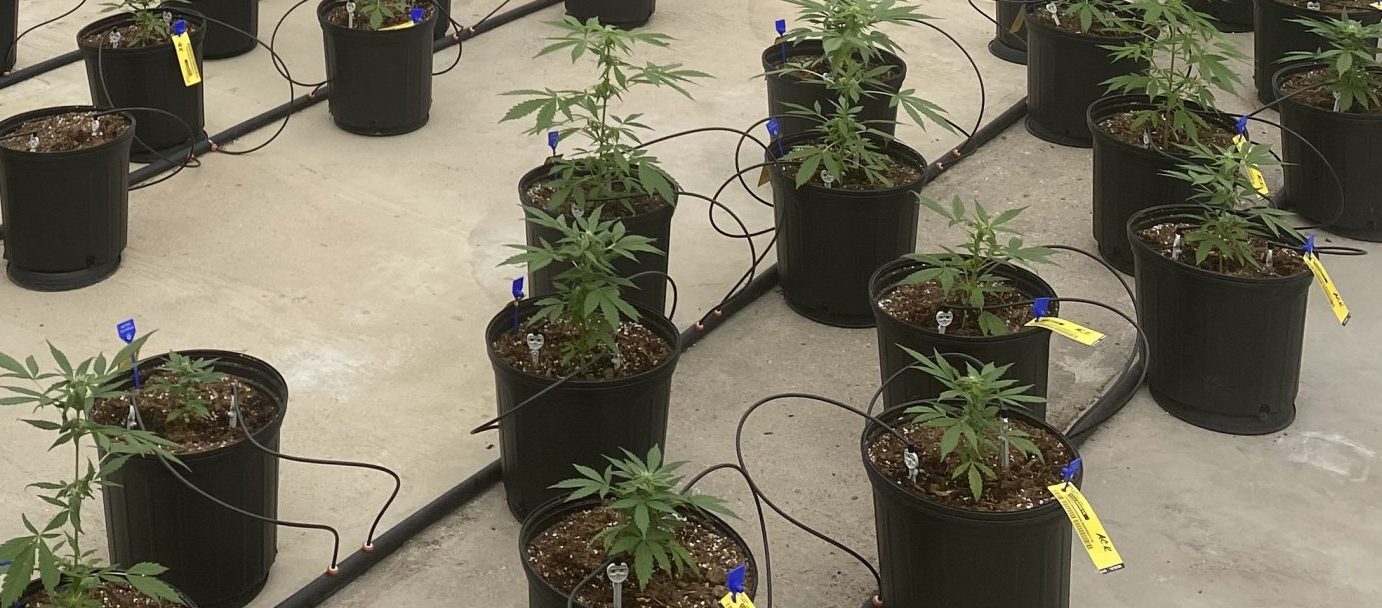 Missouri Cannabis Trade Association aims to assist applicants in understanding microbusinesses - Vimarsana News